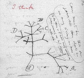 Darwin: I Think